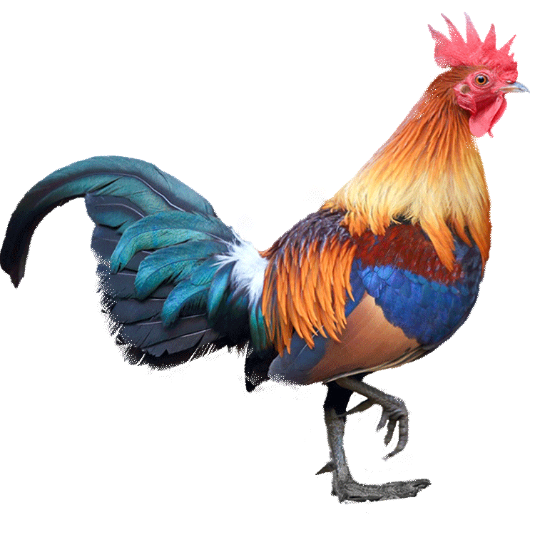 云南茶花鸡种蛋受精鸡蛋非珍珠纯长尾观赏鸡种蛋受精蛋可孵化小鸡,淘宝优惠券,粉丝福利购,淘宝优惠卷