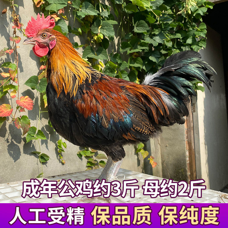 云南茶花鸡种蛋受精鸡蛋非珍珠纯长尾观赏鸡种蛋受精蛋可孵化小鸡,淘宝优惠券,粉丝福利购,淘宝优惠卷