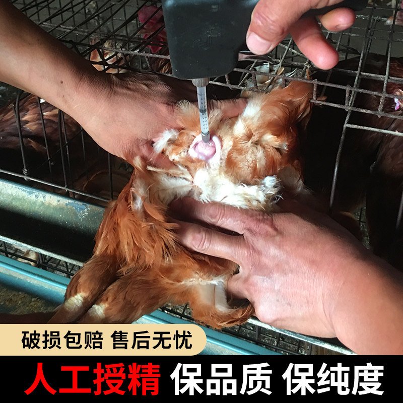 鸡种蛋受精蛋可孵化红瑶土鸡纯种受精蛋孵小鸡九斤红鸡种蛋受精卵,淘宝优惠券,粉丝福利购,淘宝优惠卷