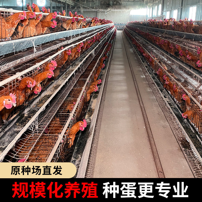 鸡种蛋受精蛋可孵化红瑶土鸡纯种受精蛋孵小鸡九斤红鸡种蛋受精卵,淘宝优惠券,粉丝福利购,淘宝优惠卷