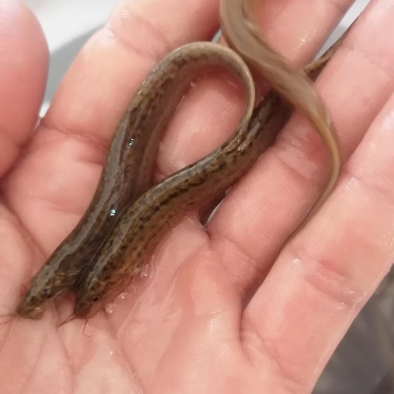 台湾泥鳅活体小泥鳅苗路亚活筏钓体养殖淡水乌龟龙鱼宠物饲料包邮