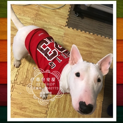 牛头梗衣服金毛 新人首单立减十元 2021年9月 淘宝海外