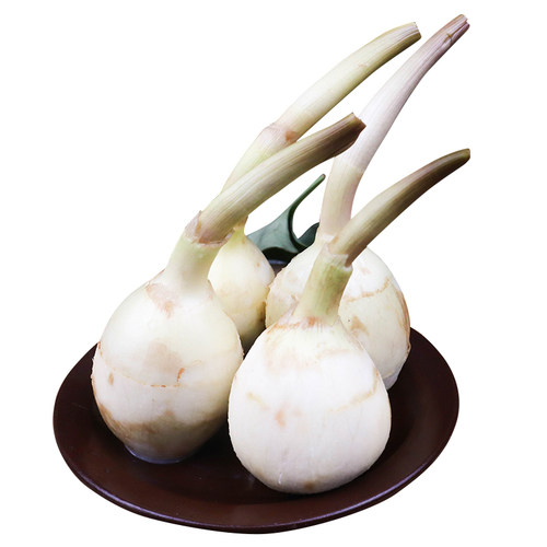 云南白茨菇新鲜蔬菜小慈姑5斤粉糯荠马蹄山菰菇苗芽种重瓣包邮 - 图3