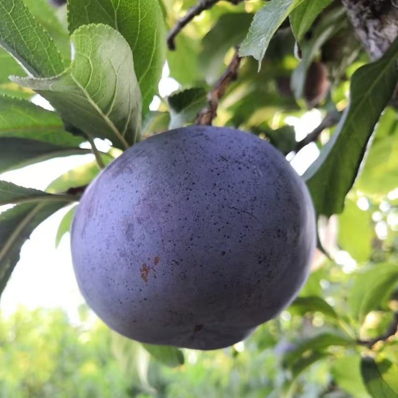 嫁接黑布林李子树苗红肉黑布朗大李子苗盆栽地栽李树南方北方种植,淘宝优惠券,粉丝福利购,淘宝优惠卷