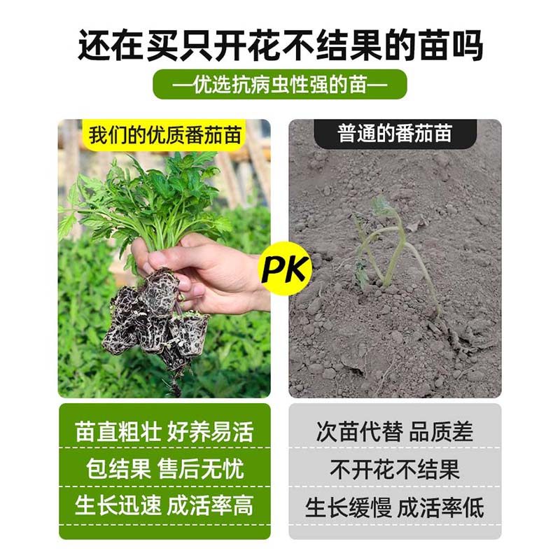 草莓番茄苗秧苗铁皮绿腚青肩水果口感西红柿子苗阳台种菜春季菜苗,淘宝优惠券,粉丝福利购,淘宝优惠卷