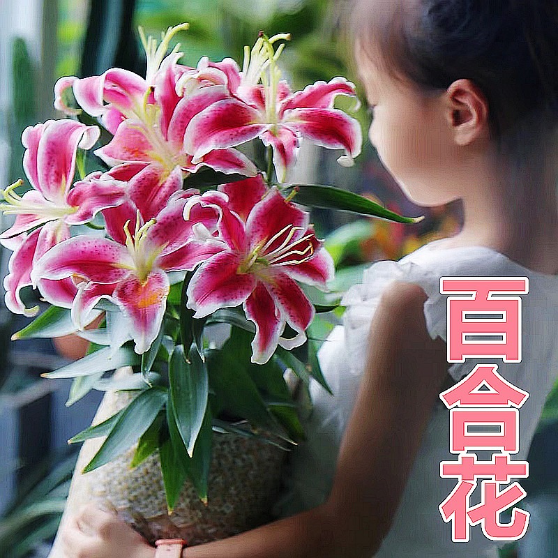 香水百合花种球盆栽花卉植物室内花种子好养活郁金香种籽四季开花 - 图0