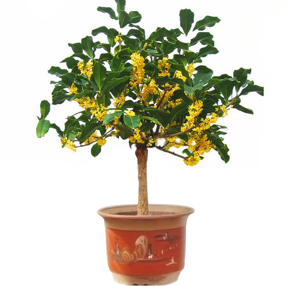 桂花树苗花卉盆栽室内外庭院绿植物好养四季开花八月沉香金桂浓香