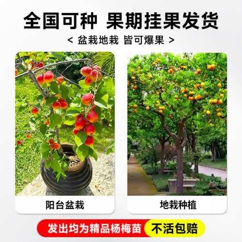 李子树苗国峰7号脆甜果树果苗盆栽蜂糖新品种特大号南北方可种植 - 图1