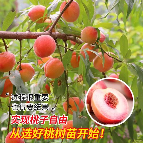 早熟水蜜桃树苗嫁接黄桃树当年结果南方北方种植树苗桃树果苗 - 图3