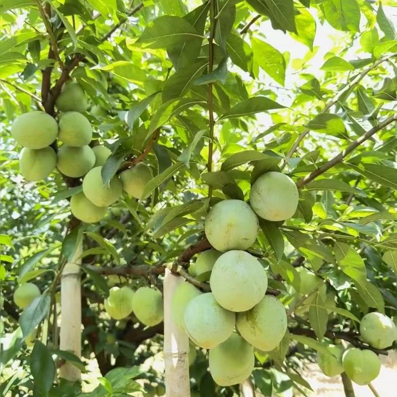 特大奈李果苗嫁接浦江桃形李树苗桃型李脆甜油奈李子苗南北方种植,淘宝优惠券,粉丝福利购,淘宝优惠卷