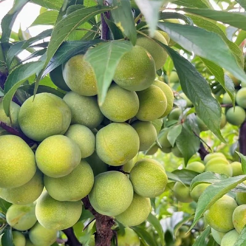 李树果苗嫁接汶川青脆李树苗脱骨清脆空心李子苗树苖南方北方种植,淘宝优惠券,粉丝福利购,淘宝优惠卷