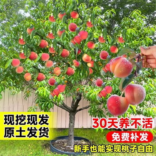 早熟水蜜桃树苗嫁接黄桃树当年结果南方北方种植树苗桃树果苗 - 图0