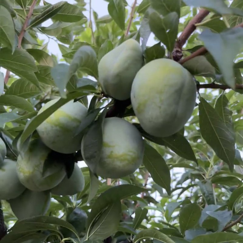 特大奈李果苗嫁接浦江桃形李树苗桃型李脆甜油奈李子苗南北方种植,淘宝优惠券,粉丝福利购,淘宝优惠卷