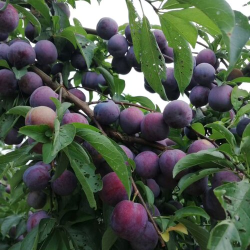 四川五月脆李子苗嫁接脆甜脱骨李树苗早熟一点红凤凰李树苖空心李 - 图1