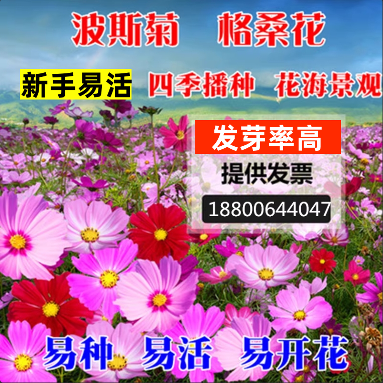 波斯菊花籽格桑花种籽子四季播种开花七彩野花组合种孑庭院花海