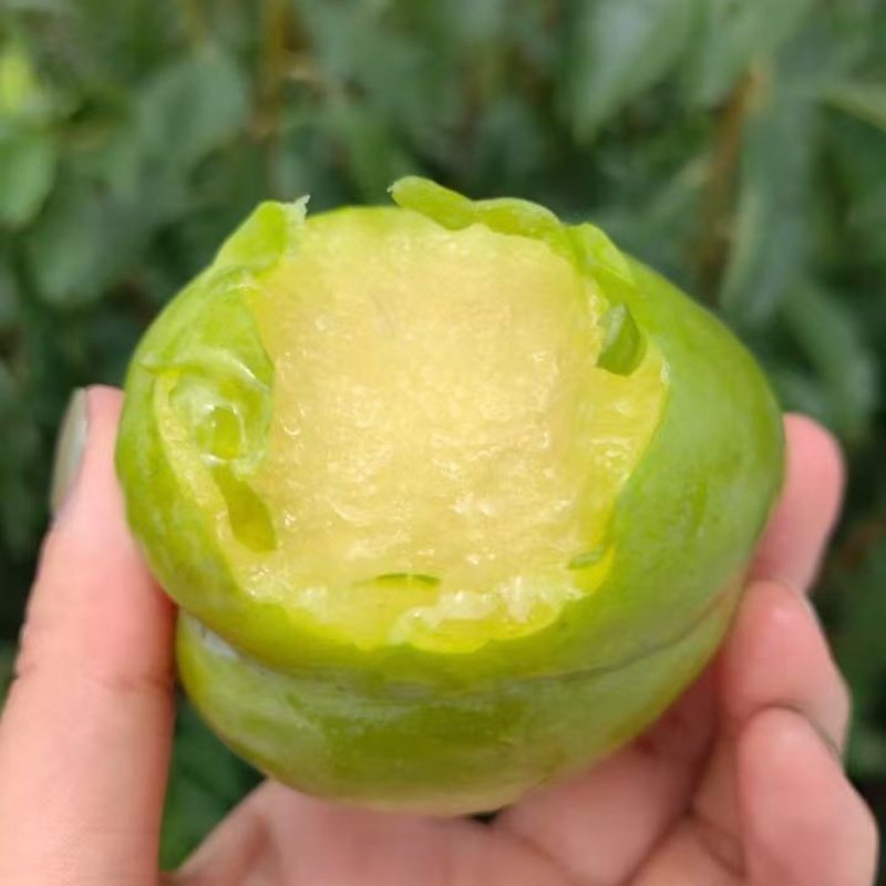 特大奈李果苗嫁接浦江桃形李树苗桃型李脆甜油奈李子苗南北方种植,淘宝优惠券,粉丝福利购,淘宝优惠卷