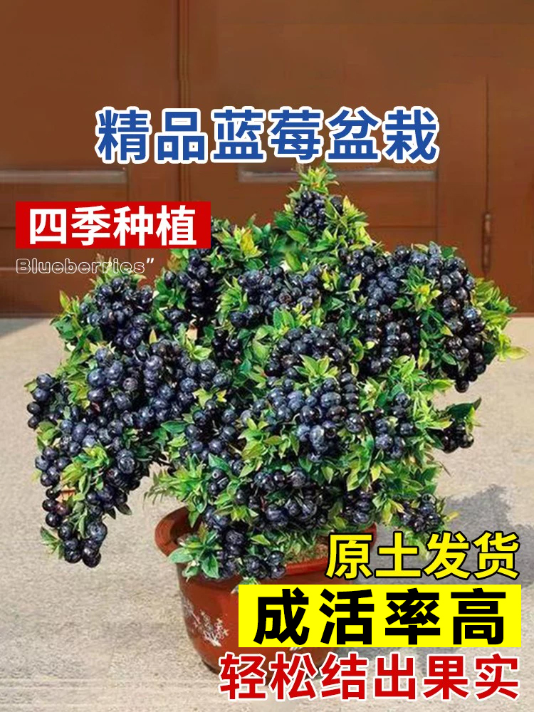 蓝莓苗盆栽蓝莓树果苗北方南方种植四季果树薄雾兔眼特大阳台带果-图0