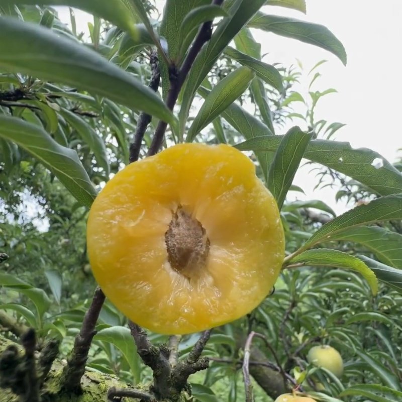 李树果苗嫁接汶川青脆李树苗脱骨清脆空心李子苗树苖南方北方种植,淘宝优惠券,粉丝福利购,淘宝优惠卷