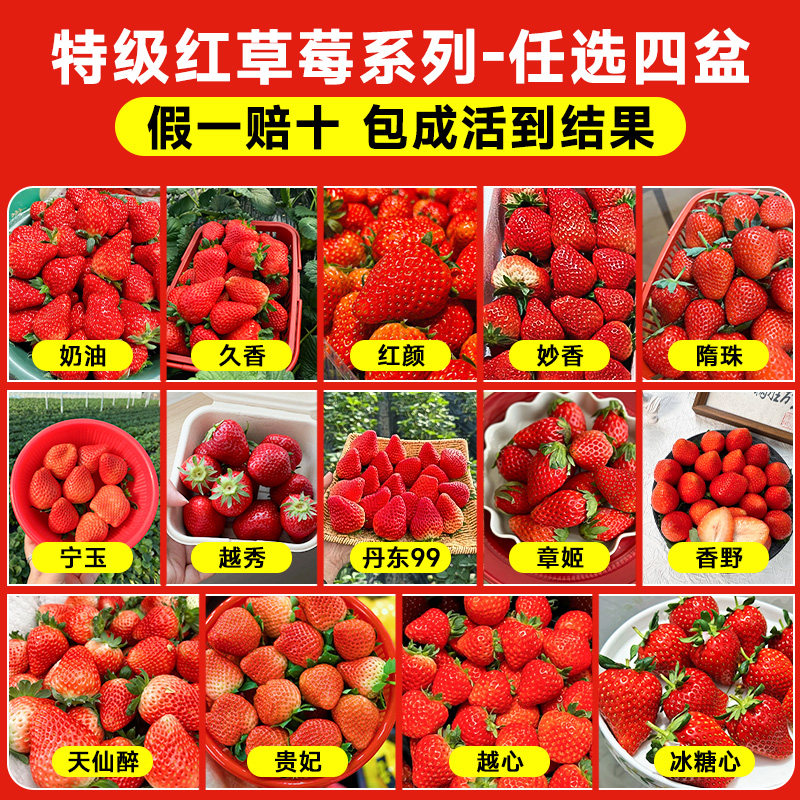 草莓苗秧盆栽奶油四季结果脱毒优质玄玉草莓新苗特大号批发果树苗,淘宝优惠券,粉丝福利购,淘宝优惠卷