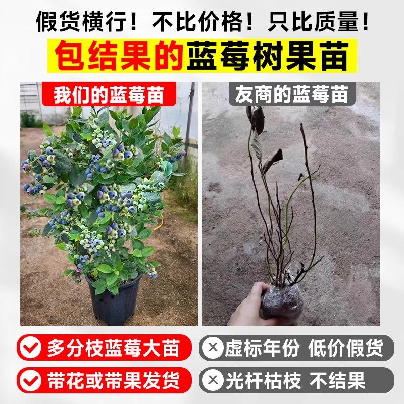 蓝莓树果苗l25盆栽特大带果发货蓝梅树苗南北方种植果苗四季果树,淘宝优惠券,粉丝福利购,淘宝优惠卷