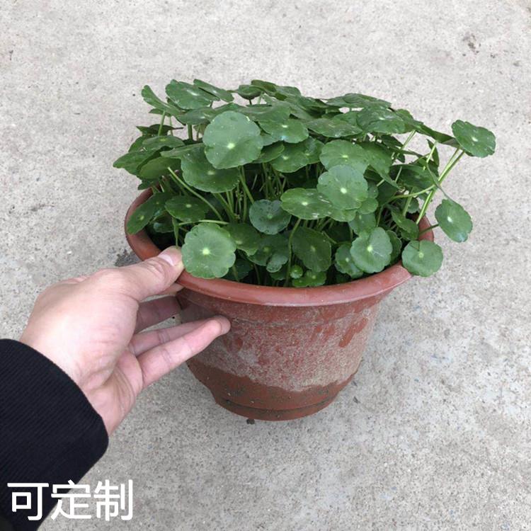 基地铜钱草盆栽花卉金钱草土培桌面盆栽绿植多肉植物 - 图1