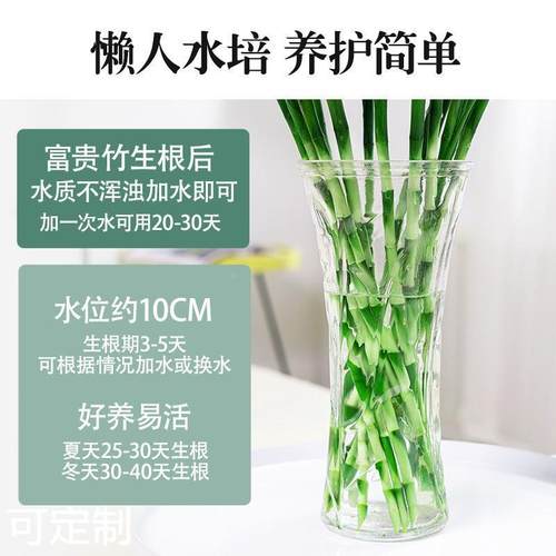 富贵竹水培植物盆栽绿植花卉室内花客厅水养绿萝节节高-图1