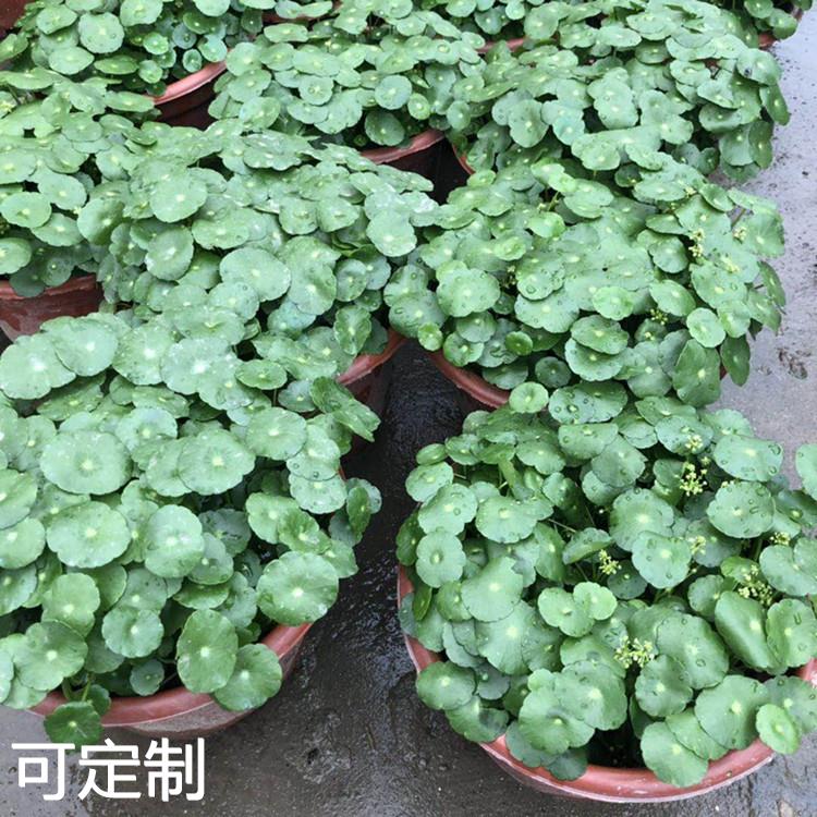 基地铜钱草盆栽花卉金钱草土培桌面盆栽绿植多肉植物 - 图3