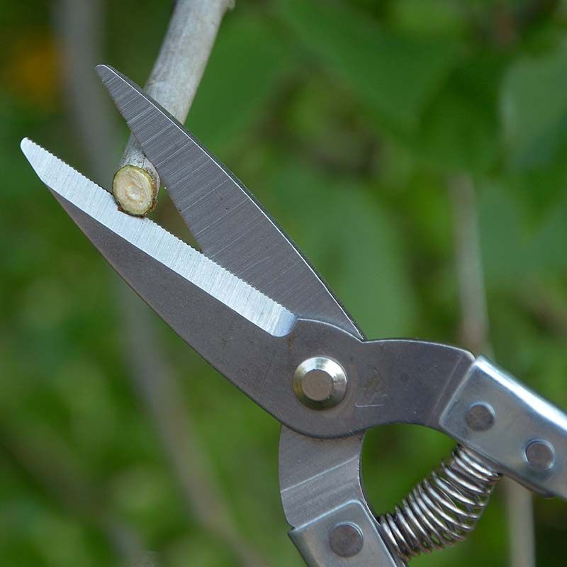 不锈钢剪枝剪刀摘果剪修枝剪桔子剪葡萄剪修花剪稀果剪园艺采果剪,淘宝优惠券,粉丝福利购,淘宝优惠卷