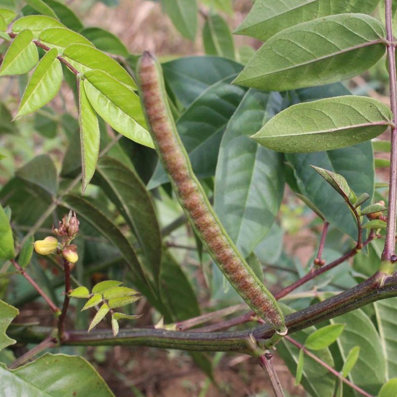 蛇灭门种子 凤凰草驱蛇奇花驱虫草种子望江南 - 图1