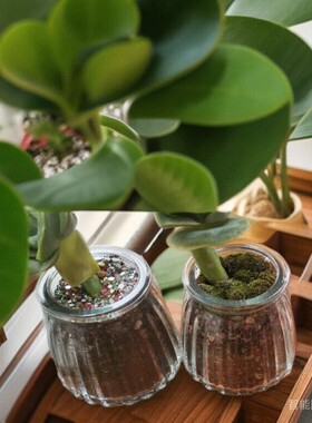 你肉肉种植花盆家用简约小花盆