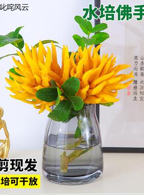 佛u手柑盆栽迷你佛手柑水培带根器皿植物带果室内水养新鲜佛手瓜