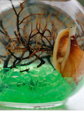 生态瓶半透明水族馆鱼缸玻璃石头