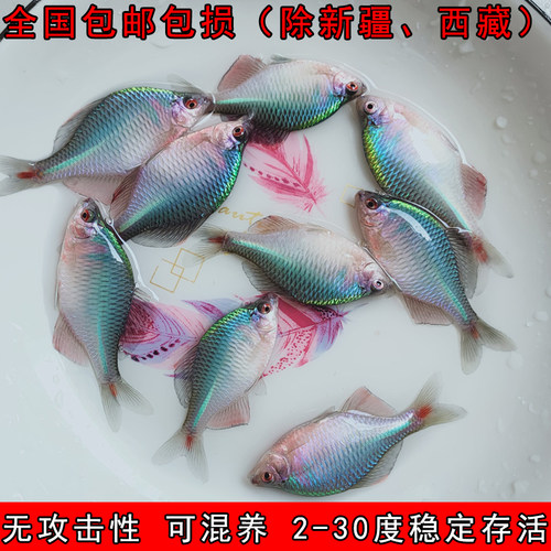好养淡水观赏鳑鲏鱼七彩石旁皮除藻冷水鱼活体小型热带原生群游鱼 - 图0