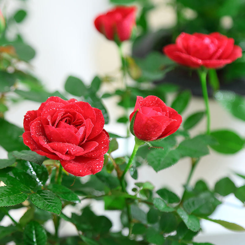 玫瑰花盆栽带花苞室内好养花卉观花植物阳台月季花苗盆栽四季开花 - 图2