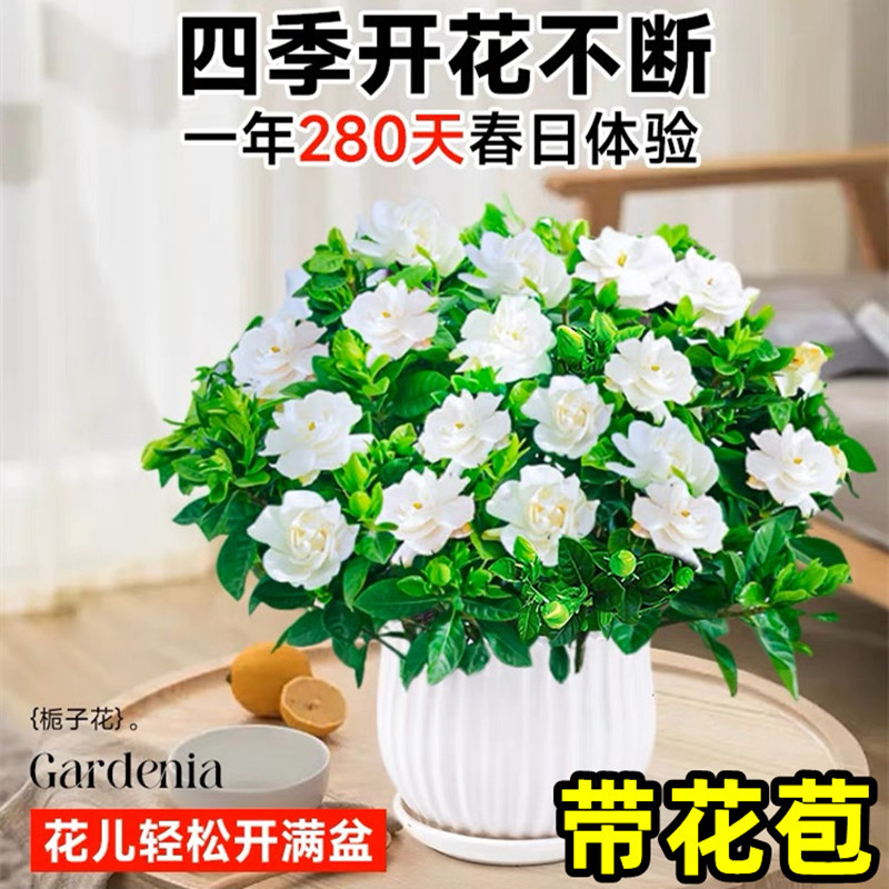 栀子花盆栽花卉植物室内绿萝箩阳台水培绿植茉莉花四季好养九里香 - 图0