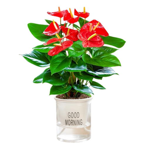 红掌盆栽室内花水培红掌白掌绿植四季好养开花办公室桌面花卉植物 - 图3