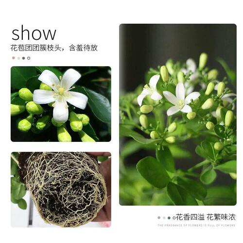 九里香盆栽茉莉花绿植室内驱蚊四季带花苞七里香水培盆景开花植物 - 图1