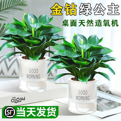 金钻盆栽绿植铂金钻绿萝箩水培植物多肉办公室内桌面懒人好养花卉 - 图0