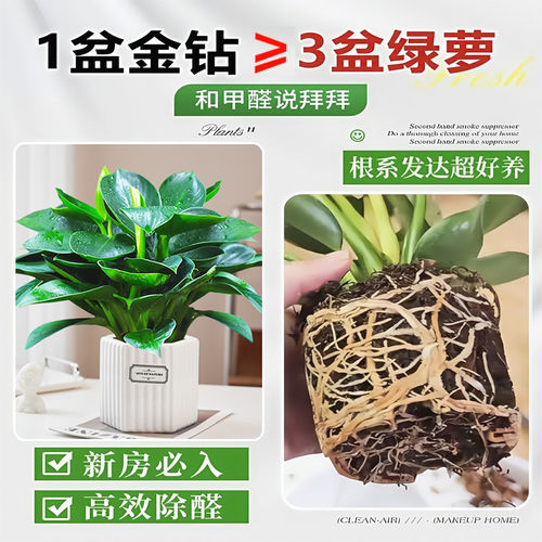 金钻盆栽绿植铂金钻绿萝箩水培植物多肉办公室内桌面懒人好养花卉 - 图2