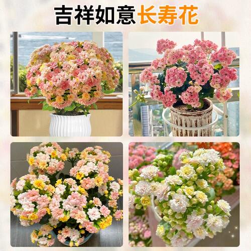 长寿花盆栽四季好养开花重瓣变色龙大花带花苞花苗室内花卉绿植物 - 图2
