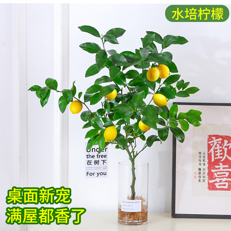 香水柠檬树盆栽水培植物花卉室内花可结果食用办公室桌面好养绿植 - 图3