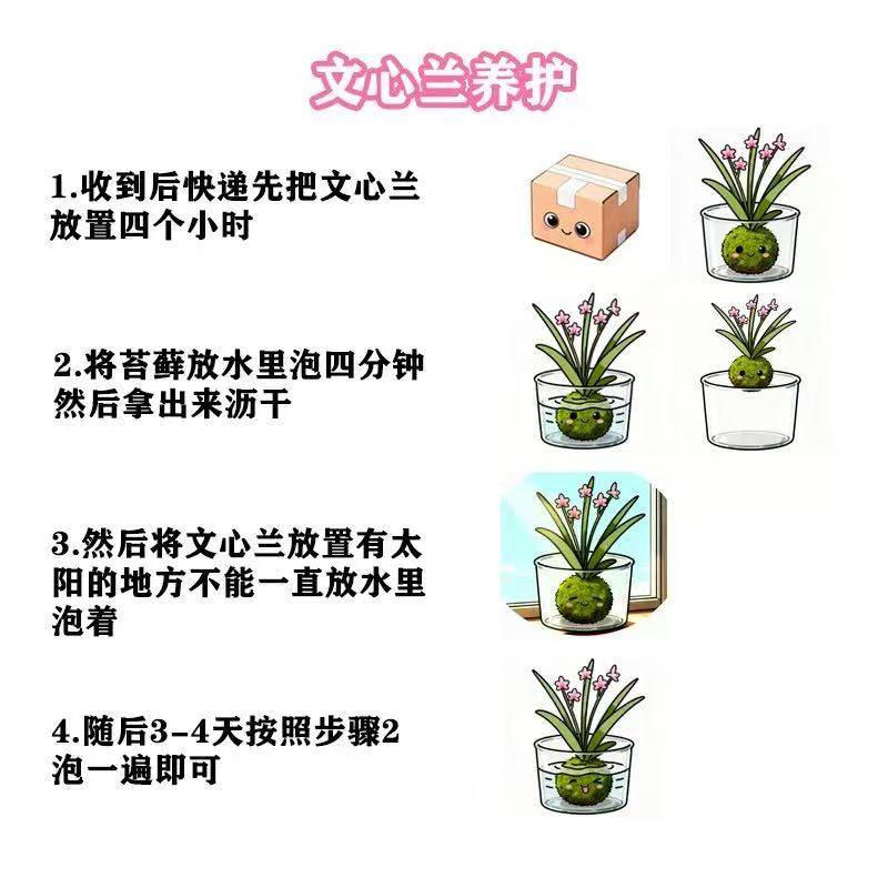 文心兰苔藓球粉色带花苞盆栽客厅室内香水梦香兰花卉年宵花植物,淘宝优惠券,粉丝福利购,淘宝优惠卷