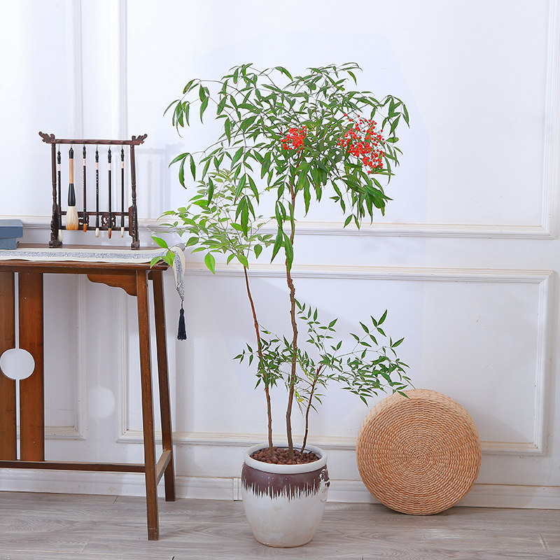 南天竹盆栽水培绿植老桩盆景客厅室内阳台耐寒耐旱四季好养植物_虎窝淘
