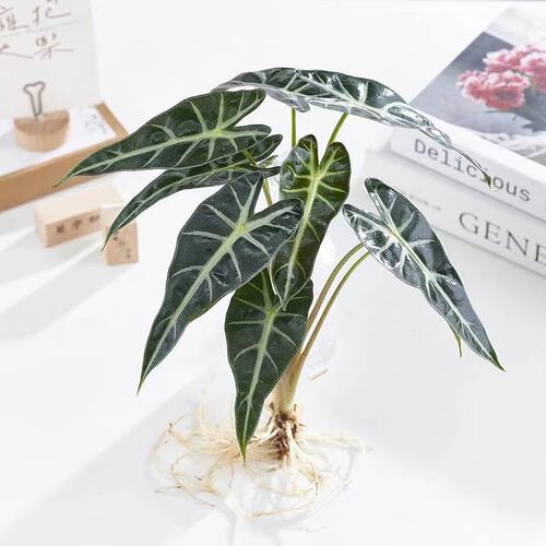 大仙女海芋水培植物绿植桌面好养活花卉盆栽办公室客厅四季常青 - 图0