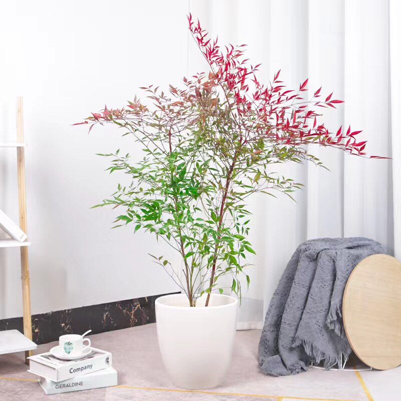 南天竹盆景老桩火焰南天竺盆栽庭院客厅花卉植物观叶植物四季好养_虎窝淘
