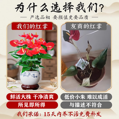红掌盆栽带花发货客厅鸿运当头乔迁好养花卉植物四季好养桌面盆景 - 图2