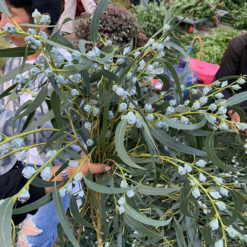 高品质云南新鲜尤加利果尤加利叶鲜花新鲜花材可做干花水培好养,淘宝优惠券,粉丝福利购,淘宝优惠卷