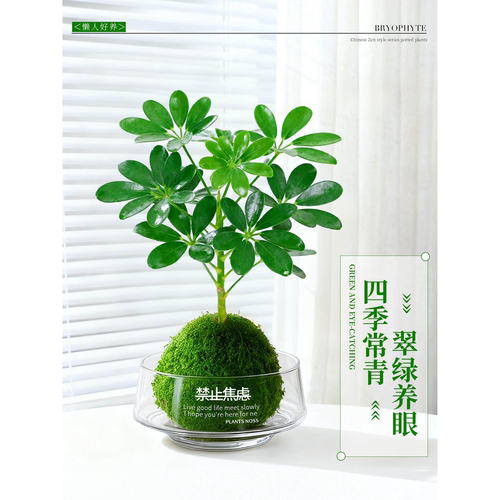 栀子花带花苞小盆栽水培植物办公室内桌面绿植花卉春羽水养绿植 - 图1