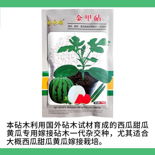 沾木杂交新鲜白籽南瓜种子种籽西瓜甜瓜黄瓜嫁接砧木抗病虫根系好 - 图0