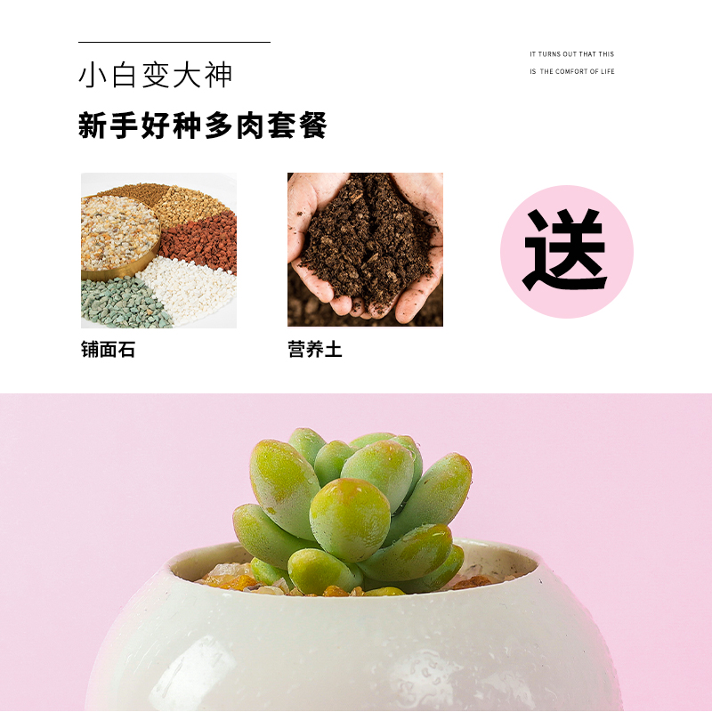 含盆带土精品陶瓷室内多肉植物 热品库 性价比省钱购